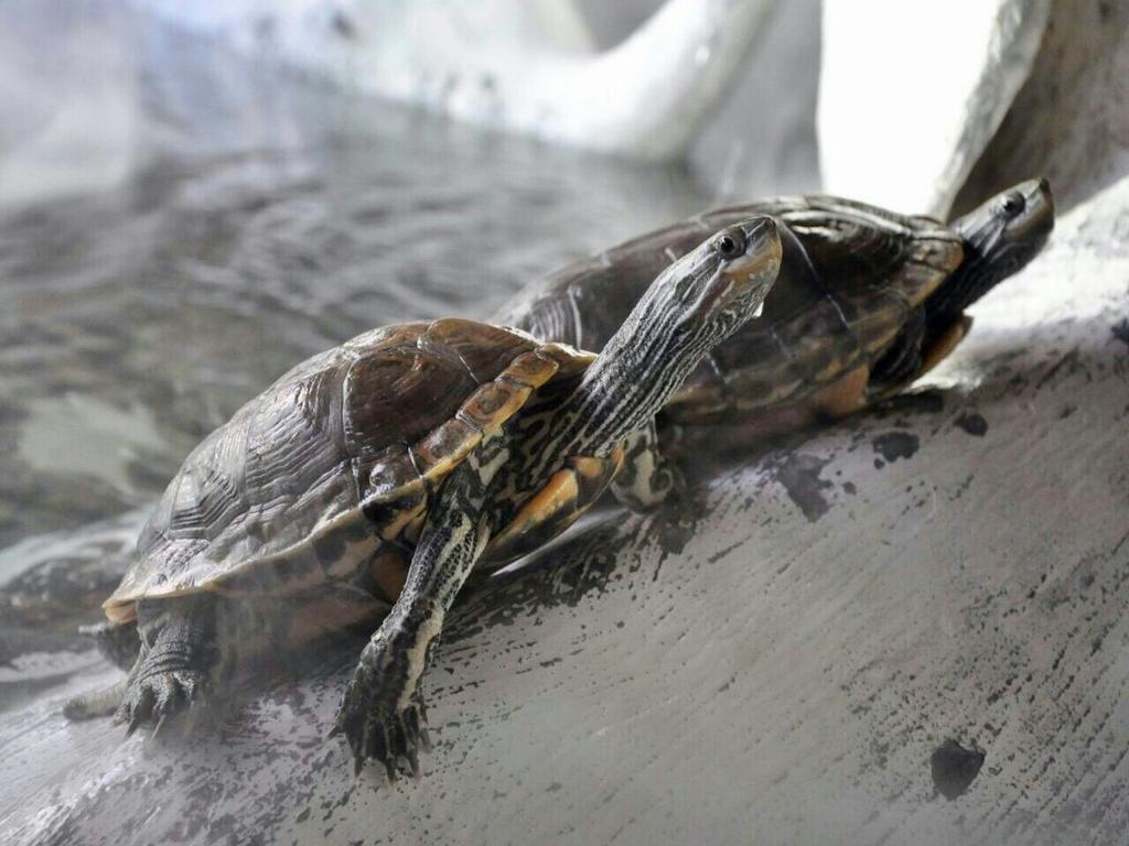 Aquarium Hotel Riyadh Eksteriør bilde
