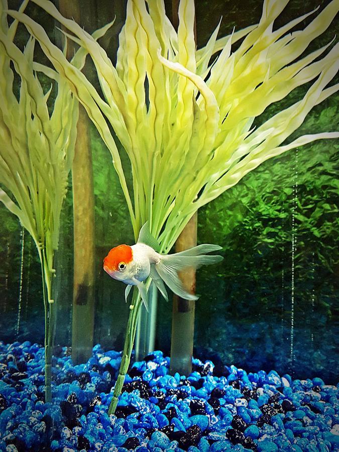 Aquarium Hotel Riyadh Eksteriør bilde