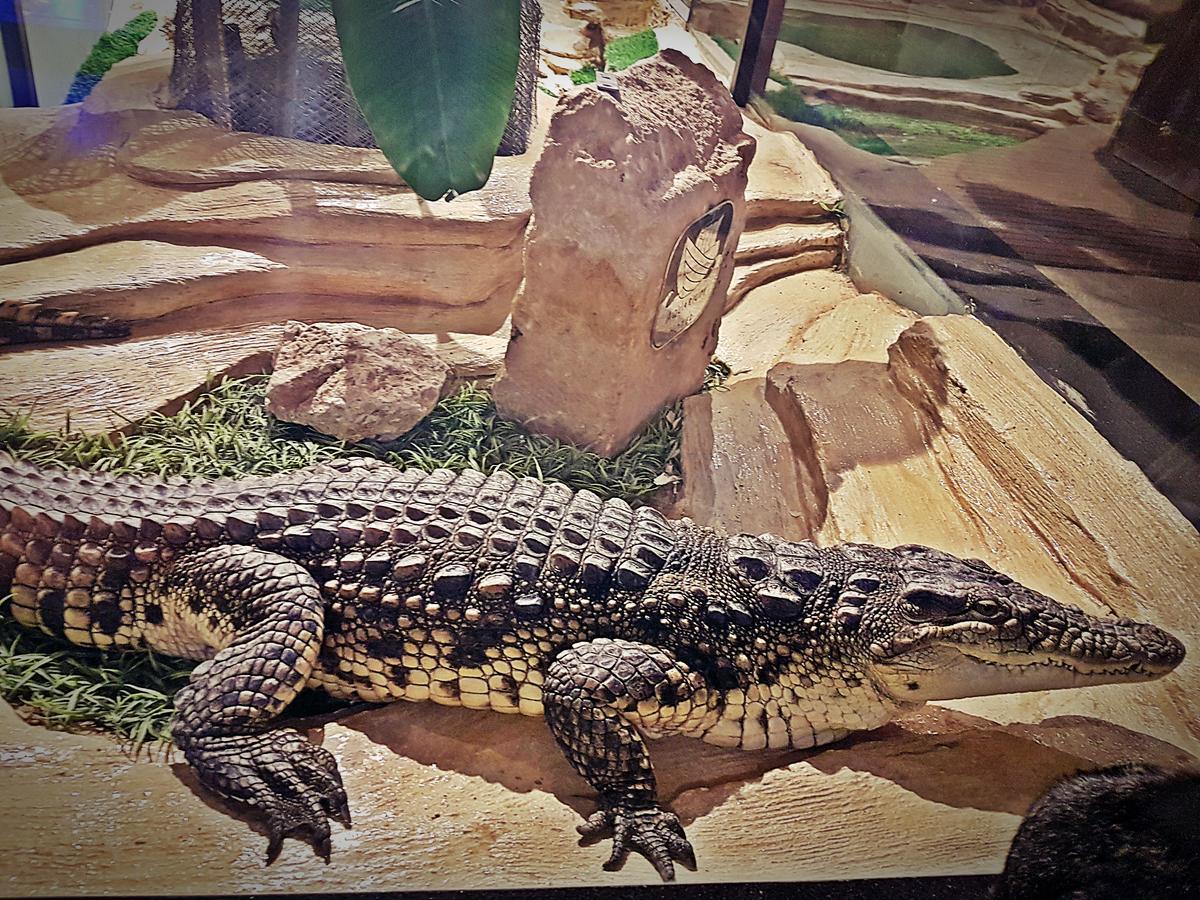 Aquarium Hotel Riyadh Eksteriør bilde